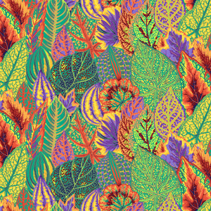 KFC Coleus GOLD PWPJ030.*LAST CHANCE Priced per 25cm