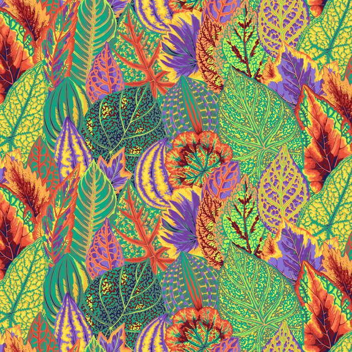 KFC Coleus GOLD PWPJ030.*LAST CHANCE Priced per 25cm