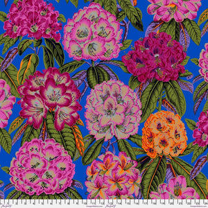KFC Rhododendrons MAGENTA.Priced per 25cm