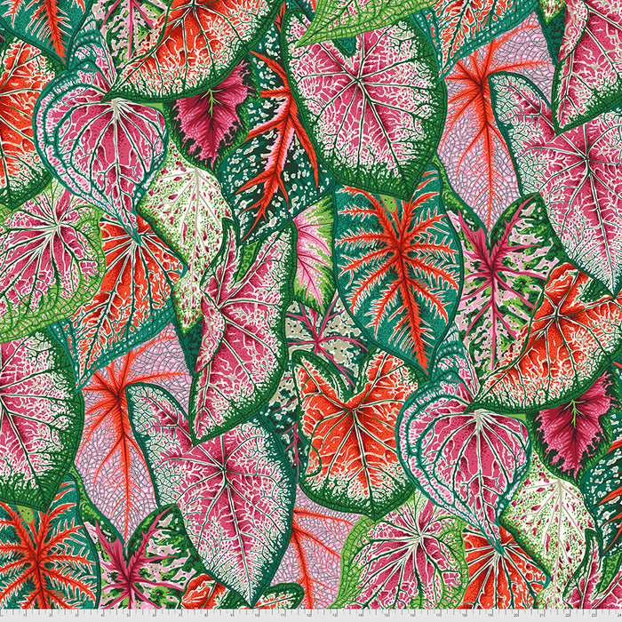 KFC Caladiums Bright PWPJ108 Priced per 25cm *LAST CHANCE*