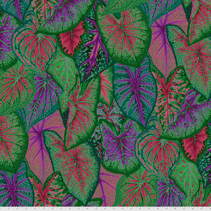 KFC Caladiums Dark PWPJ108 *LAST CHANCE Priced per 25cm