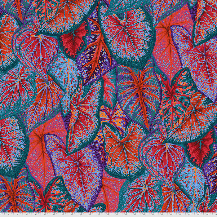 KFC Caladiums Red PWPJ108 Priced per 25cm *LAST CHANCE*