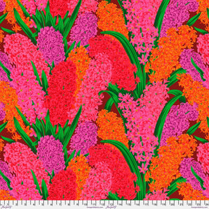 KFC Hyacinthus RED PWPJ123 AUG 2023.Priced per 25cm